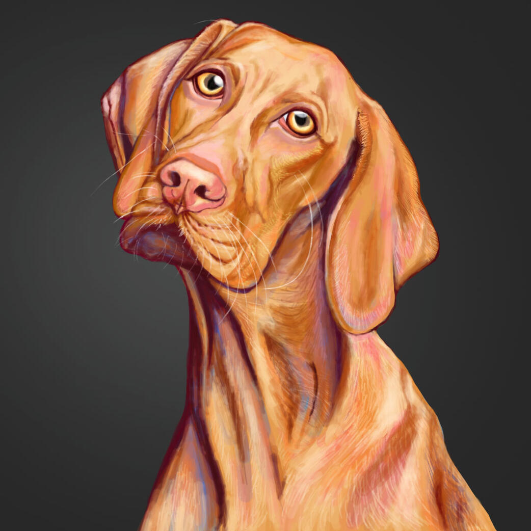 PET PORTRAIT PREVIEW
